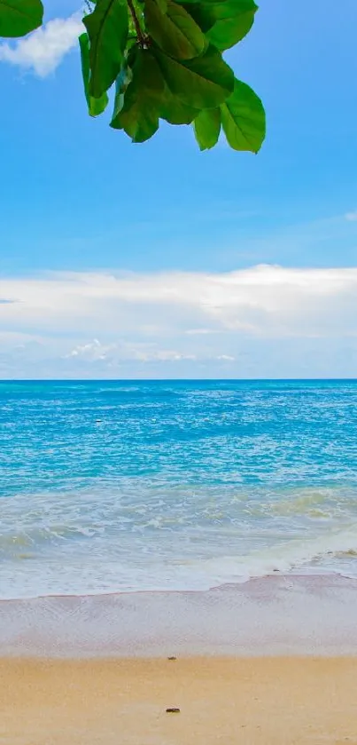 Tropical beach with blue ocean and sandy shore under a sunny sky.