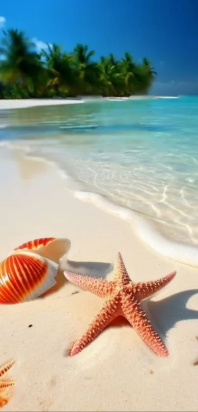 Starfish and seashells on tropical beach under clear blue sky.