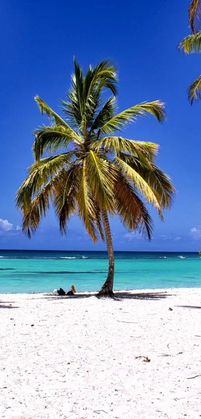 Tropical beach with palm tree and blue ocean waves.