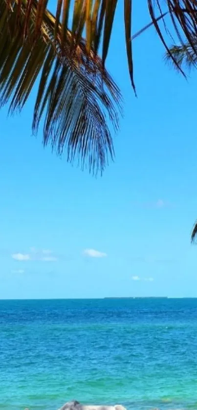 Tropical beach with ocean and palm trees.