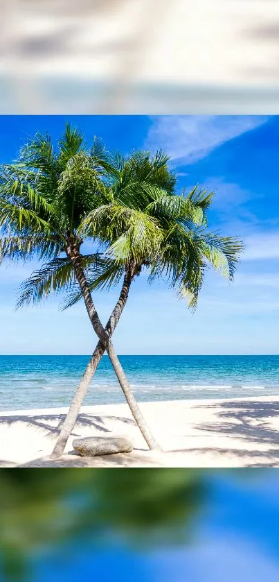 Tropical beach with palm trees and clear blue sky wallpaper.