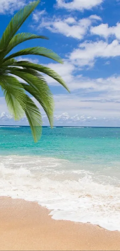 Tropical beach with palm tree, ocean, and blue sky.