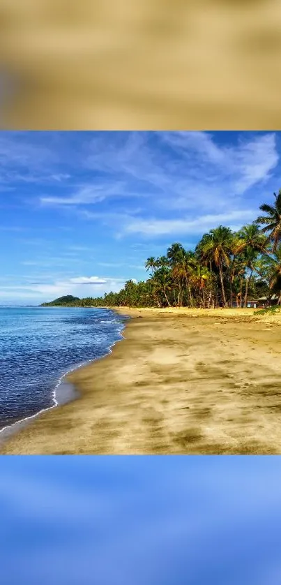 Tropical beach wallpaper featuring blue skies and palm trees, perfect for your phone.