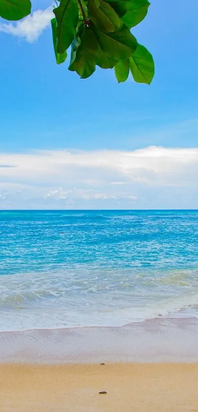 Tropical beach with blue skies and greenery.