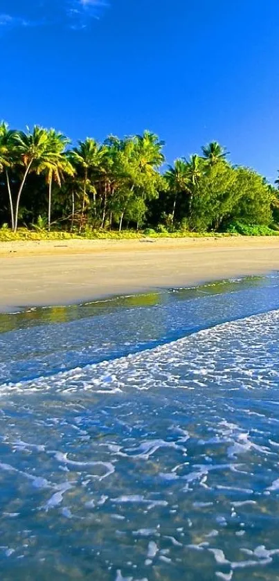 Tropical beach with palm trees, sand, and clear blue sky.