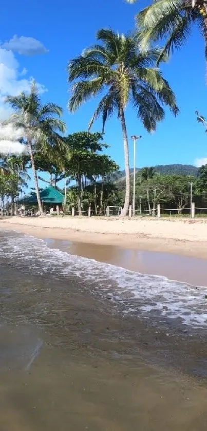 Mobile wallpaper of a tranquil tropical beach with palm trees and blue skies.