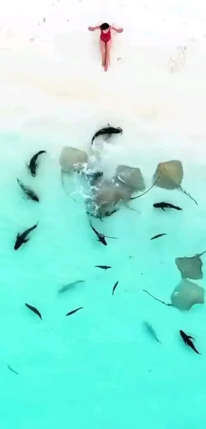 Aerial view of a tropical beach with stingrays and turquoise water.