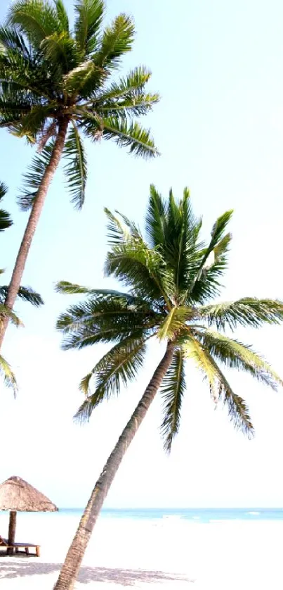 Palm trees on a tropical beach with clear blue skies.