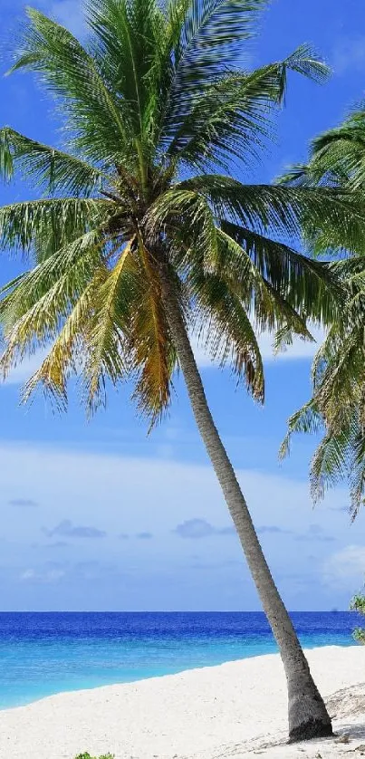 Palm tree overlooking a tropical beach with blue skies.