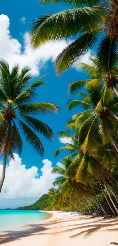 Tropical beach wallpaper with palm trees and clear blue sky.