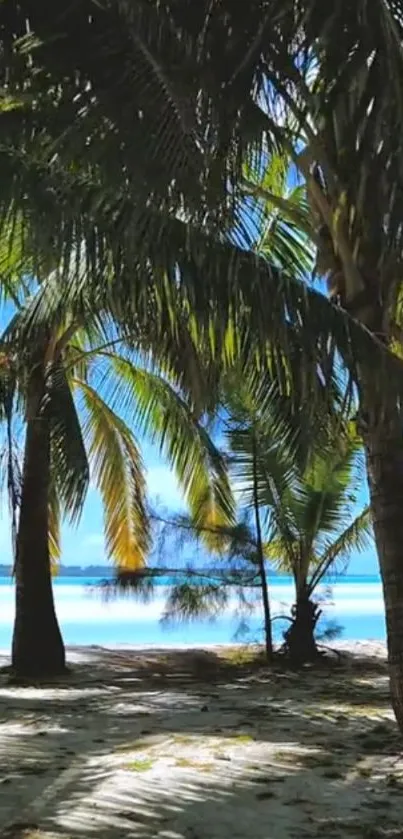 Tropical beach with palm trees and a clear blue sky.