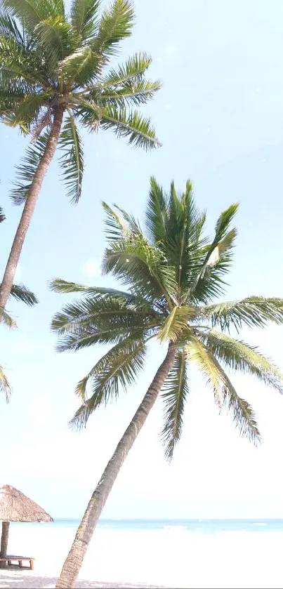 Tropical beach with palm trees and clear sky, perfect for a serene phone wallpaper.