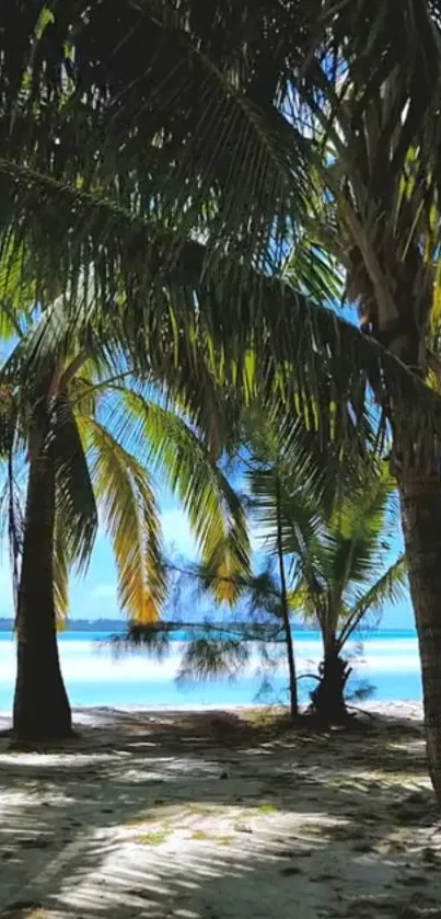 Tropical beach with palm shadows under a bright blue sky.