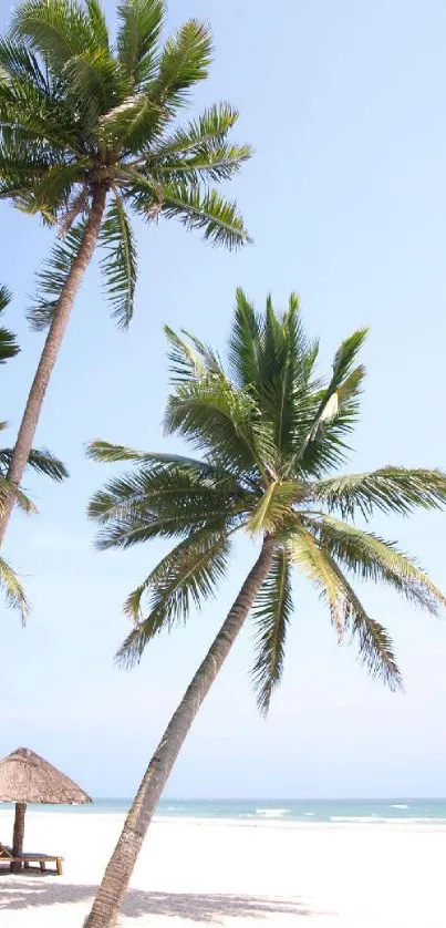 Palm trees on a sunny tropical beach with blue sky and ocean view.