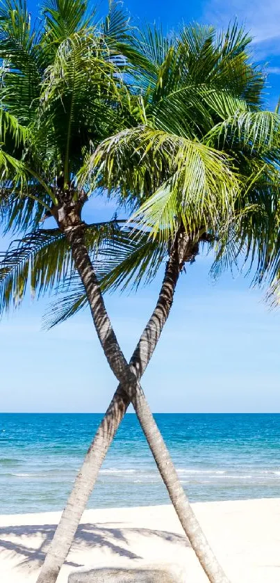 Palm trees on a sunny tropical beach with ocean and sky.