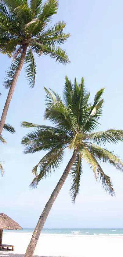 Tropical palm trees on a sunny beach with blue sky background.