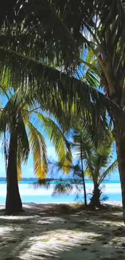 Tropical palm trees on a sunny beach with blue skies and ocean view.