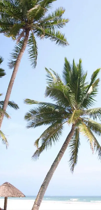 Tropical palm trees on a sunny beach with clear blue skies.