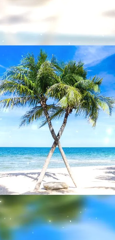 Palm trees on a sunny tropical beach with clear blue sky.