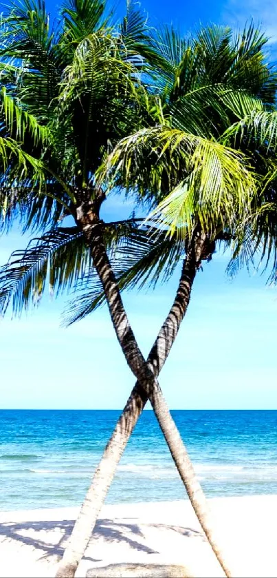 Tropical beach with palm trees under a bright blue sky.