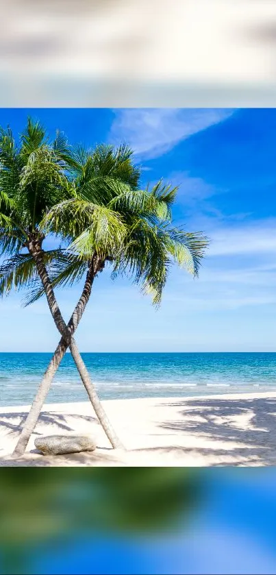 Vibrant palm trees on a tropical beach with clear blue skies and ocean.