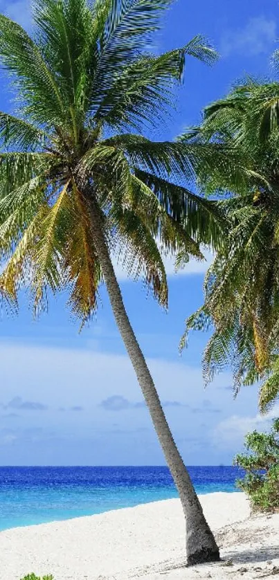 Tropical beach with palm trees and blue sky wallpaper.