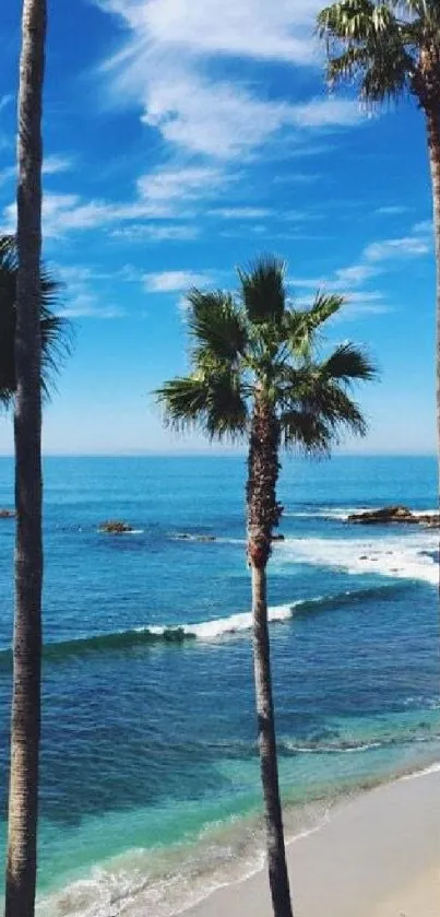Serene sandy beach with palm trees and blue sky.