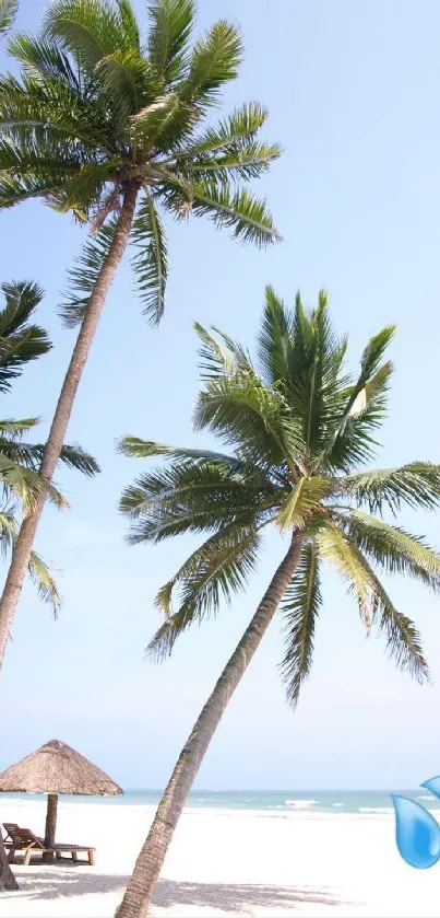 Tropical beach scene with palm trees and ocean view.