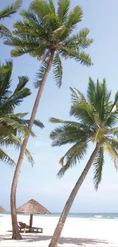 Palm trees on a tropical beach under a clear blue sky.