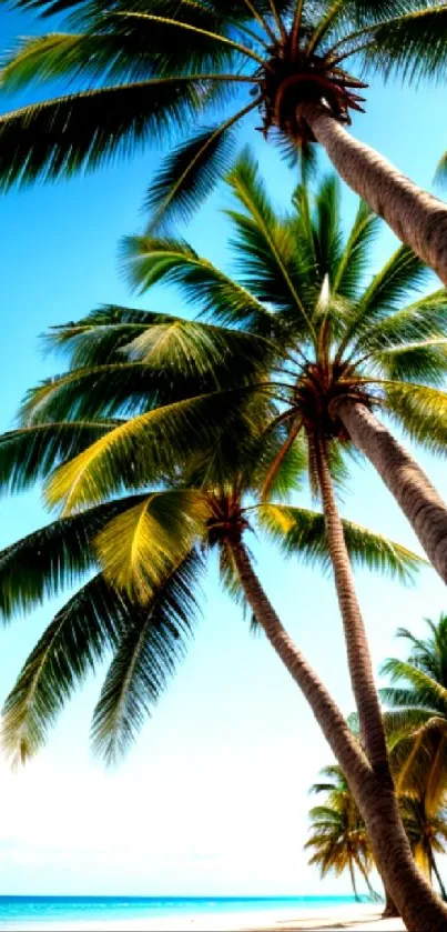 Tropical beach view with palm trees and clear blue sky.