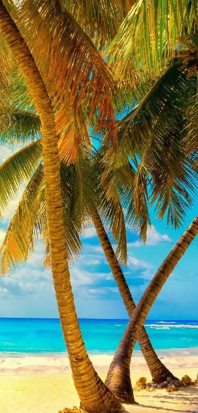 Tropical beach with palm trees and turquoise water mobile wallpaper.