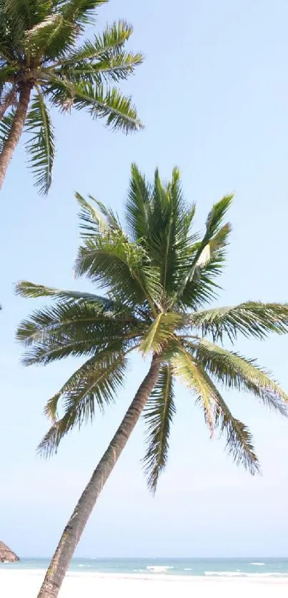 Scenic tropical beach with palm trees under a bright sky, ideal for a mobile wallpaper.