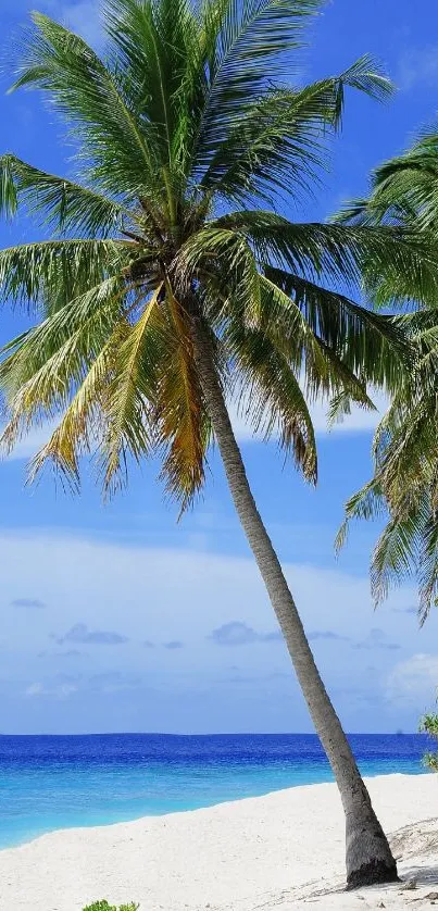 Tropical beach scene with palm trees and blue ocean under a clear sky.