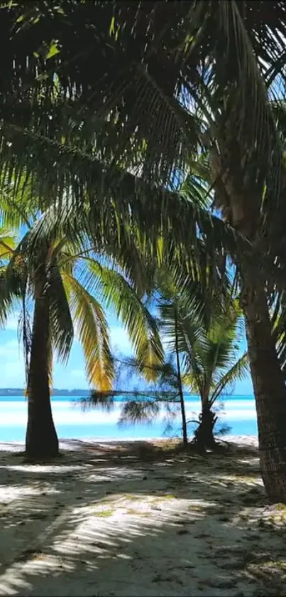 Tropical beach with palm trees and blue sky wallpaper.