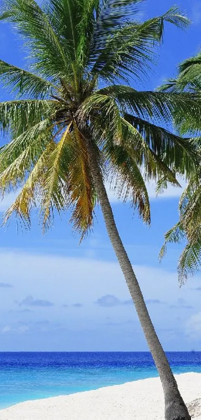 Tropical beach with palm tree and ocean view under a blue sky.