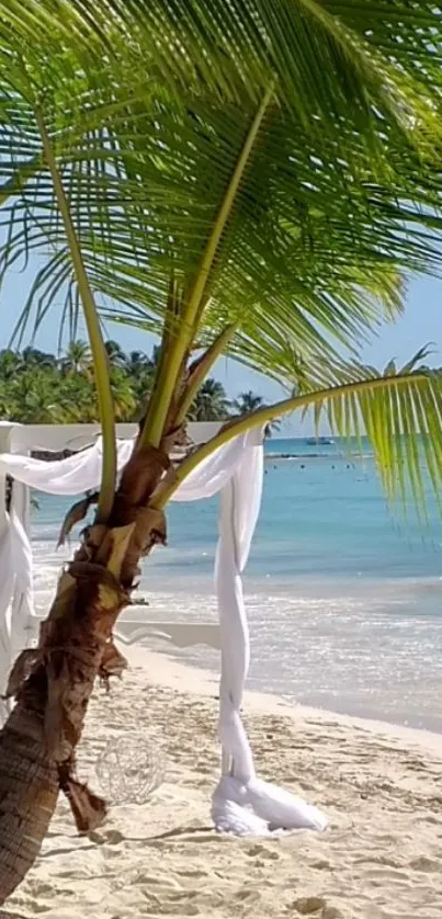 Palm-lined tropical beach with blue ocean and sandy shore.