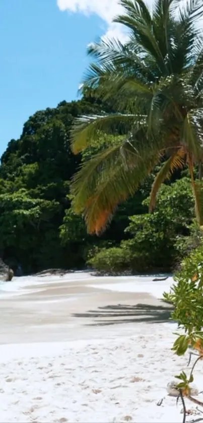 Tropical beach with palm trees, white sand, and blue sky.