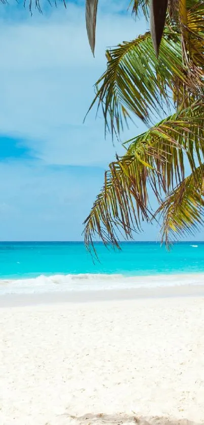 Tropical beach with palm trees and turquoise ocean under a sunny blue sky.