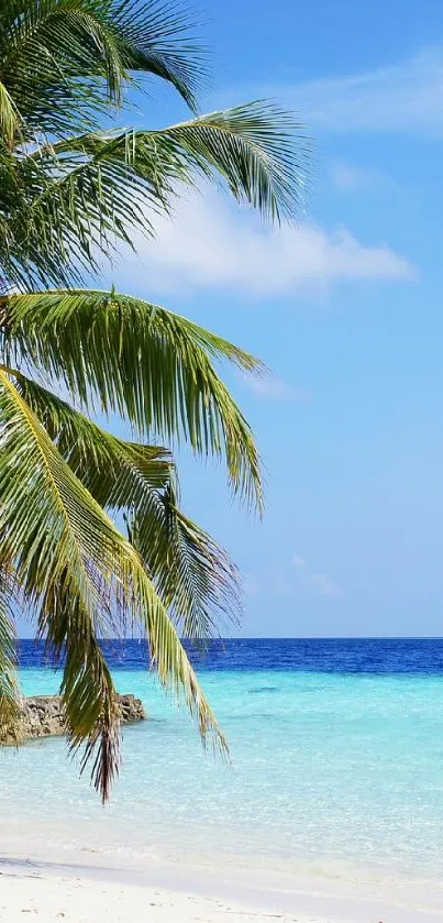 Tropical beach scene with palm tree, blue sky, and turquoise water.