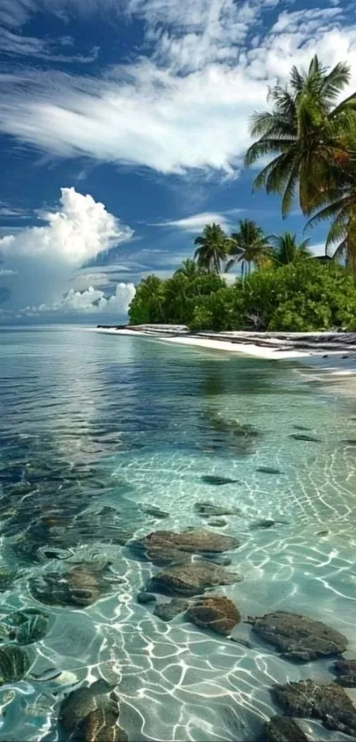 Tropical beach with clear water and palm trees on a sunny day.