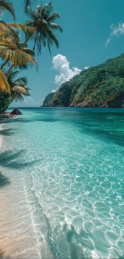 Tropical beach with clear water and palm trees.