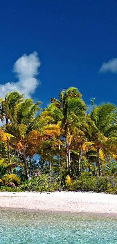 Tropical beach with palm trees under a blue sky.