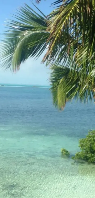 Serene tropical beach with palm tree and clear blue ocean.