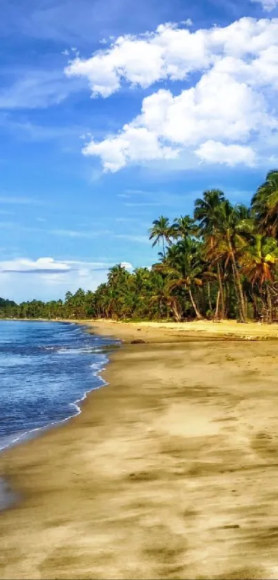 Tropical beach with palm trees and blue sky, serene mobile wallpaper.