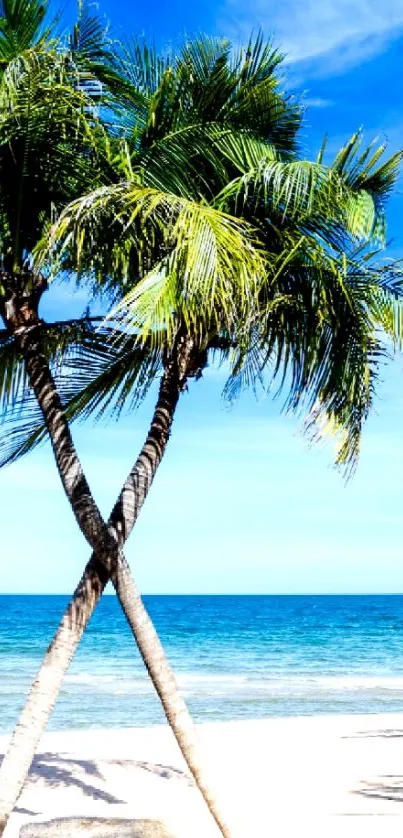 Tropical beach wallpaper with palm trees and blue ocean under clear sky.