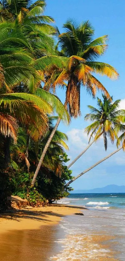 Tropical beach with palm trees and ocean waves.