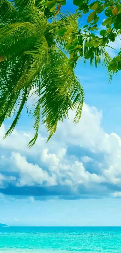 Tropical beach with palm trees and a clear blue sky.