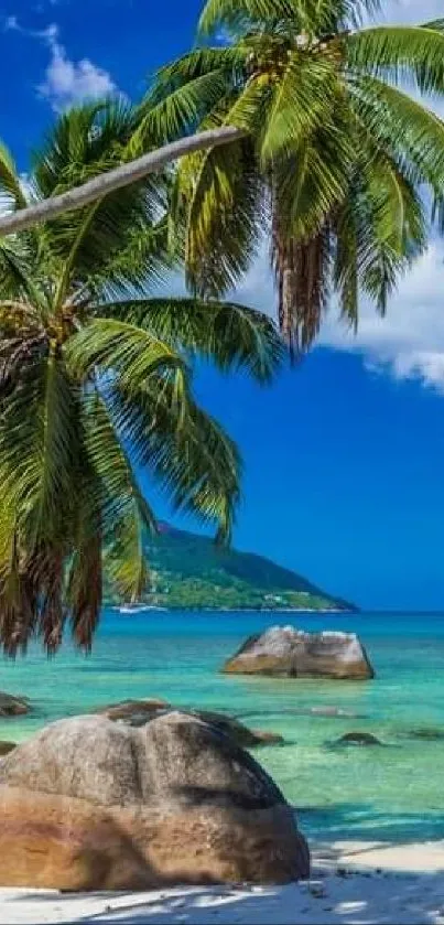 Tropical beach scene with palm trees and blue ocean under a clear sky.