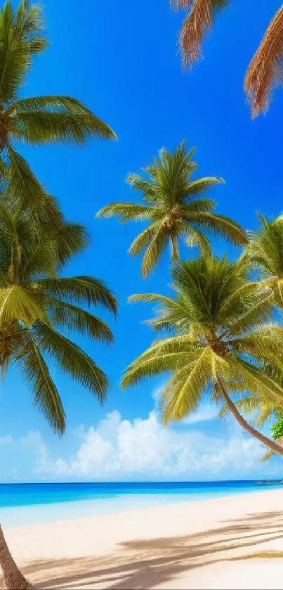 Tropical beach with palm trees under a clear blue sky.