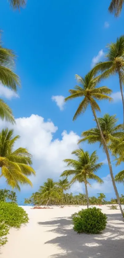 Tropical beach with palm trees and blue sky.